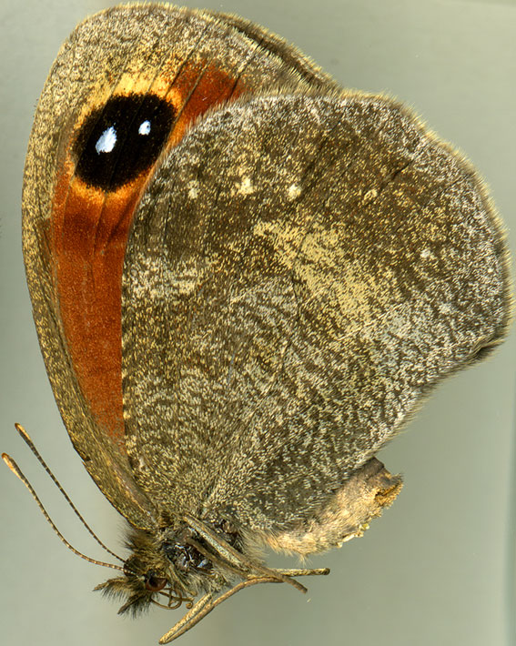 http://www.gorodinski.ru/satyridae/Loxerebia carola.jpg